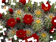 flower, Cactus