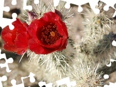 flower, Cactus