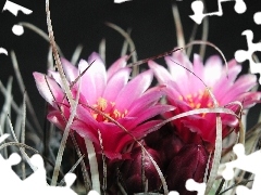 cactus, Pink, Flowers