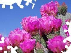 Flowers, cactus