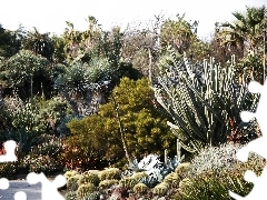 garden, Cactus