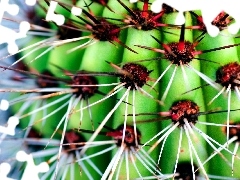 cactus, Red, Spikes