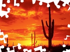 Cactus, west, sun