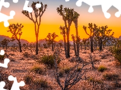 Flowers, Great Sunsets, California, The United States, Joshua Tree National Park, Joshua trees