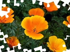 California poppy