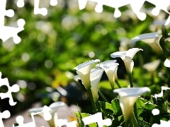 White, Calla