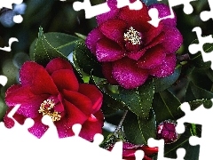 camellia, Flowers, Claret