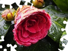 Doughnut, Colourfull Flowers, camellia