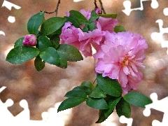 leaves, Colourfull Flowers, camellias