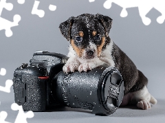 Camera, dog, Puppy