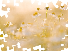 blurry background, Flowers, camomiles