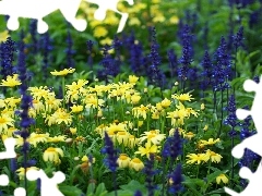 camomiles, Meadow, Flowers