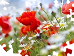 camomiles, Red, papavers