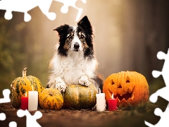 candles, Border Collie, halloween, pumpkin, dog, Big Fire, blur