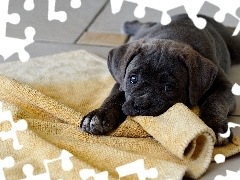 Blanket, Puppy, Cane Corso