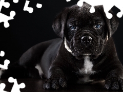 dog, Puppy, Cane Corso, lying