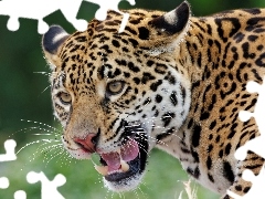 canines, bad, Jaguar