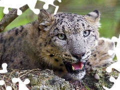 snow leopard, mouth, canines, open