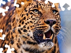 Leopards, canines