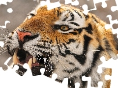 canines, tiger, mouth