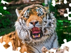 canines, tiger, roar