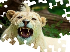 White, bangs, canines, Lion