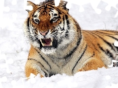 winter, tiger, canines, dangerous