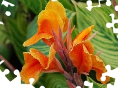 gold, Colourfull Flowers, canna