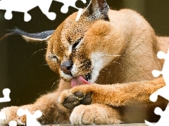 Caracal