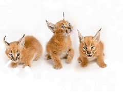 Caracal, Three, Tiny