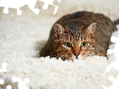 carpet, cat, White