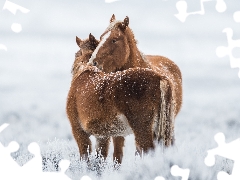 Two cars, bloodstock, snow, cuddled