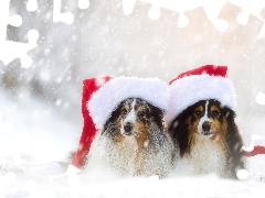 Dogs, snow, caps, Two cars, winter, Shetland Sheepdogs, Nicholas