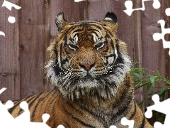 cat, tiger, dangerous