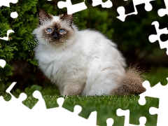 Burmese Cat, Eyes, grass, Blue