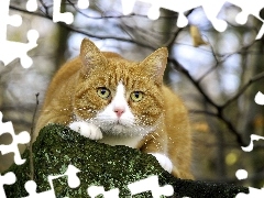 cat, lurking, ginger