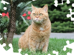 ginger, British Shorthair Cat