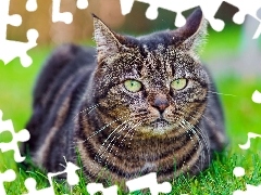 cat, Gray, lined