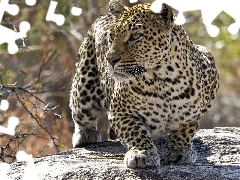 lurking, Leopards