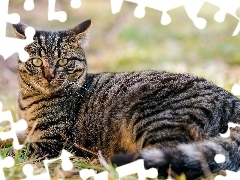 cat, Gray, striped