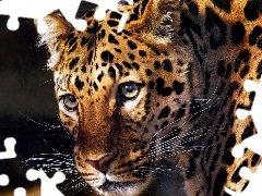 cat, Leopards, wild