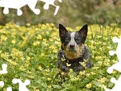 Yellow, Flowers, Australian cattle dog, Meadow, dog