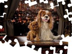 Puppy, Cavalier King Charles spaniel, Town, English Cocker Spaniel, Dogs, Window, Night