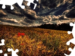 clouds, Ears, cereals, grass