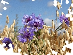 cereals, cornflowers, Ears