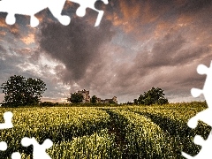 cereals, clouds, Field