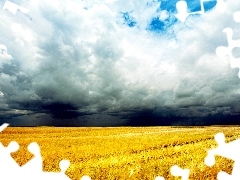 cereals, clouds, field