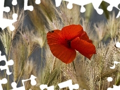 Red, Ears, cereals, red weed