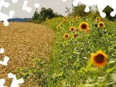 Nice sunflowers, Lany, cereals