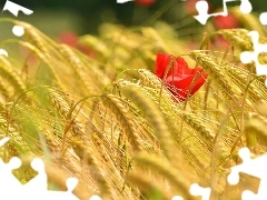 red weed, Ears, cereals